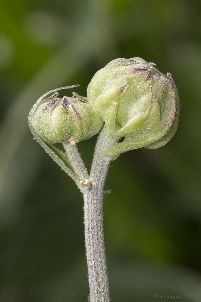 Изображение особи Crepis pannonica.