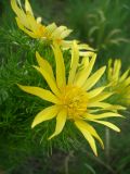 Adonis vernalis