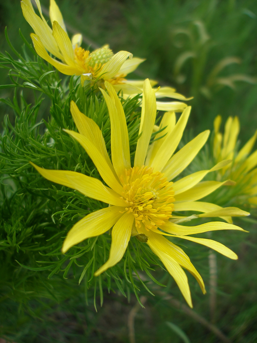 Изображение особи Adonis vernalis.