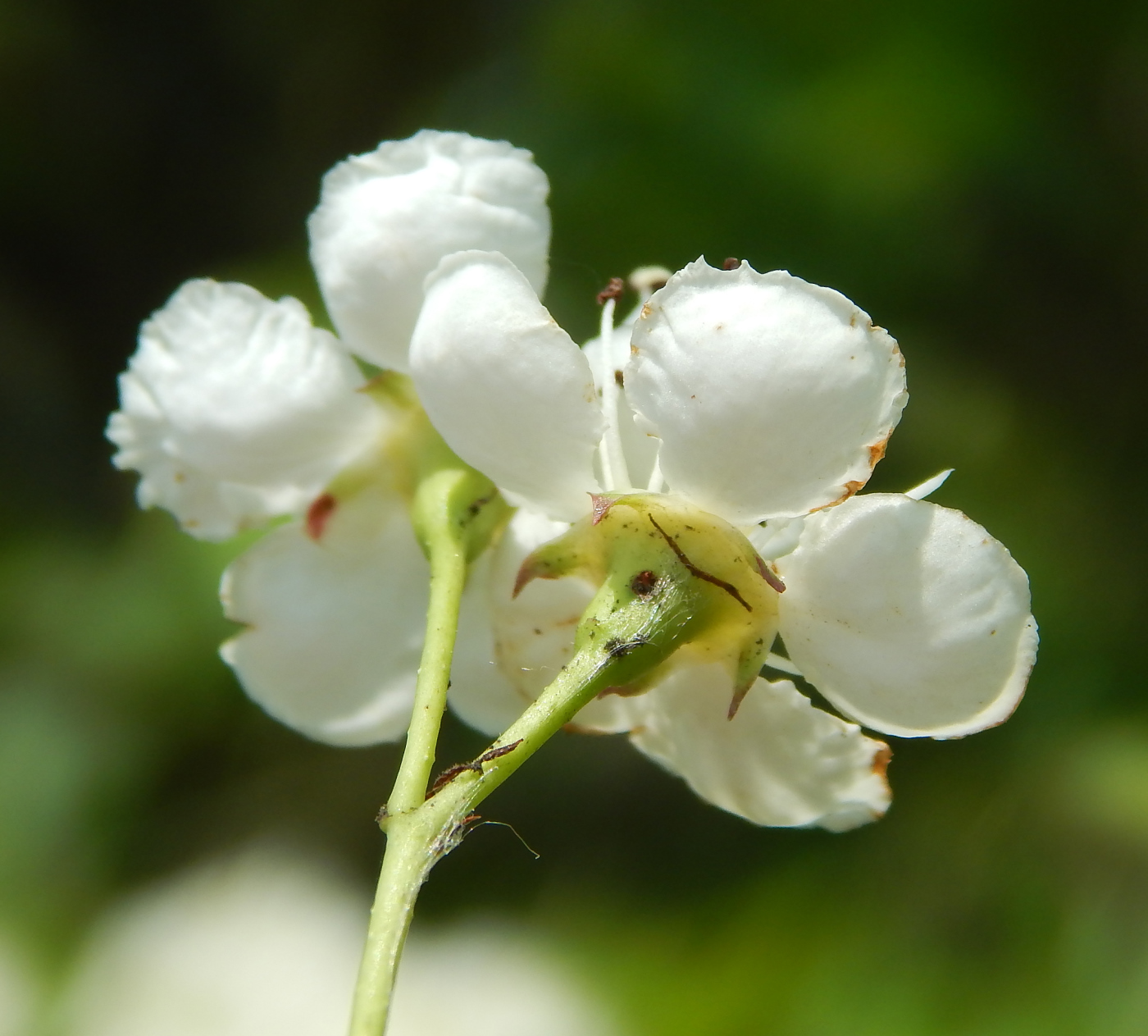 Изображение особи род Crataegus.