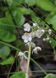 Pyrola rotundifolia