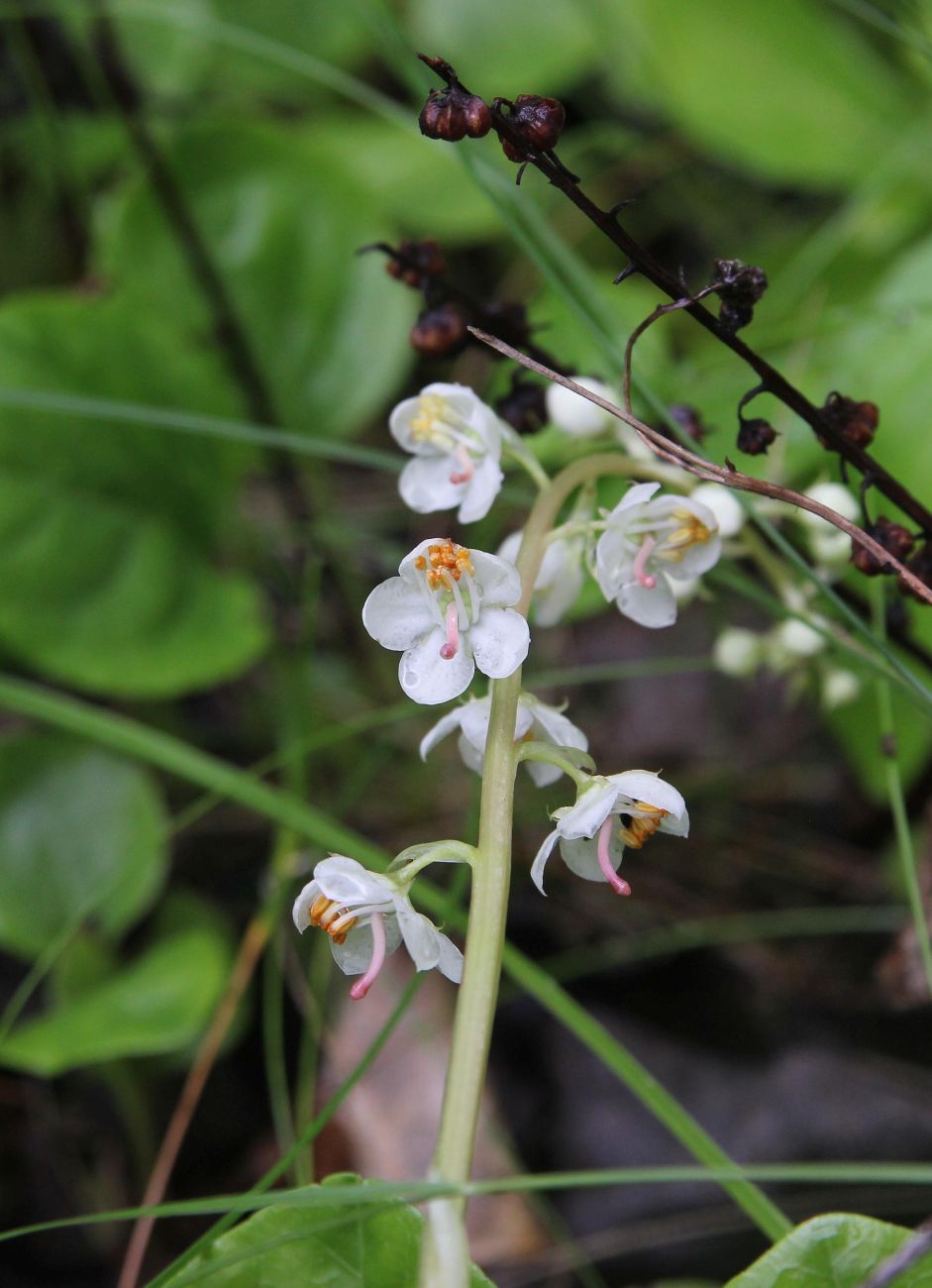 Image of Pyrola rotundifolia specimen.