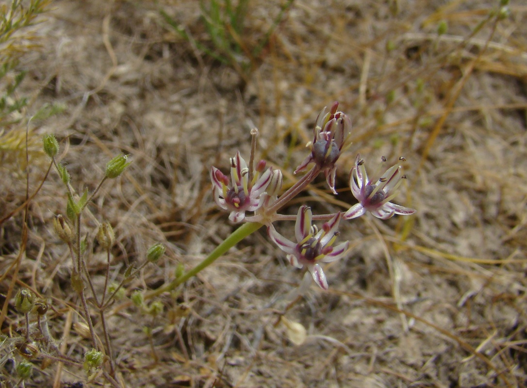 Image of Allium verticillatum specimen.