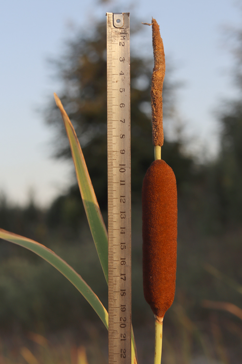 Image of Typha &times; smirnovii specimen.