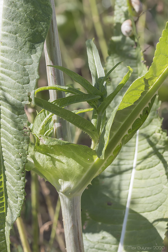 Image of Dipsacus fullonum specimen.