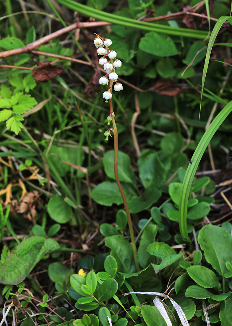 Image of Pyrola minor specimen.