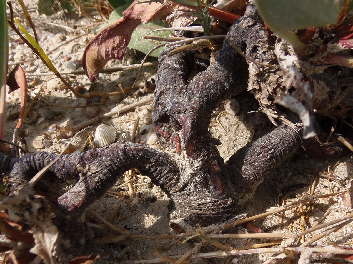 Image of Limonium scoparium specimen.