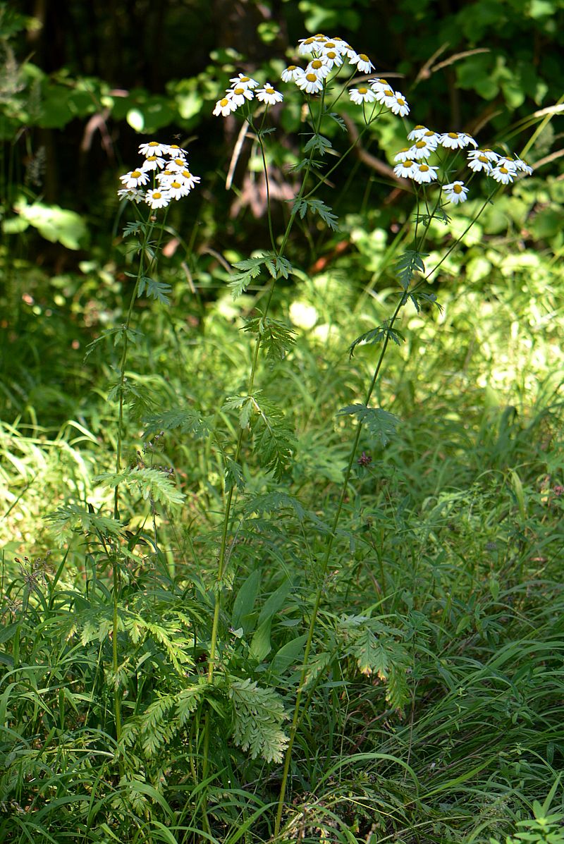 Изображение особи Pyrethrum corymbosum.