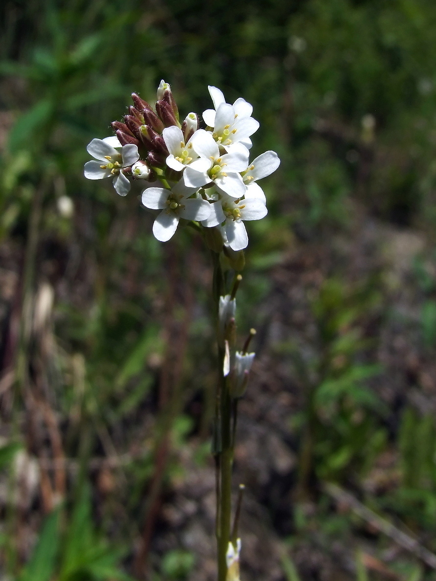 Image of Arabis sagittata specimen.