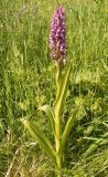 Dactylorhiza incarnata. Цветущее растение. Вологодская обл., Кирилловский р-н, заказник \"Шалго-Бодуновский лес\", на лугу. 27.06.2006.
