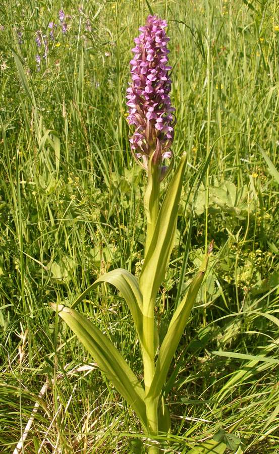 Изображение особи Dactylorhiza incarnata.