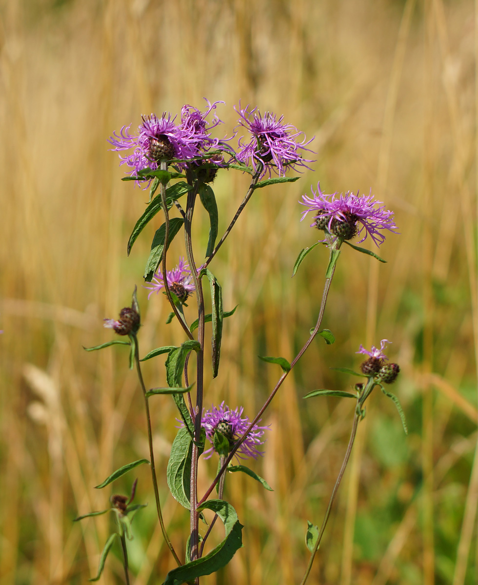 Изображение особи Centaurea phrygia.