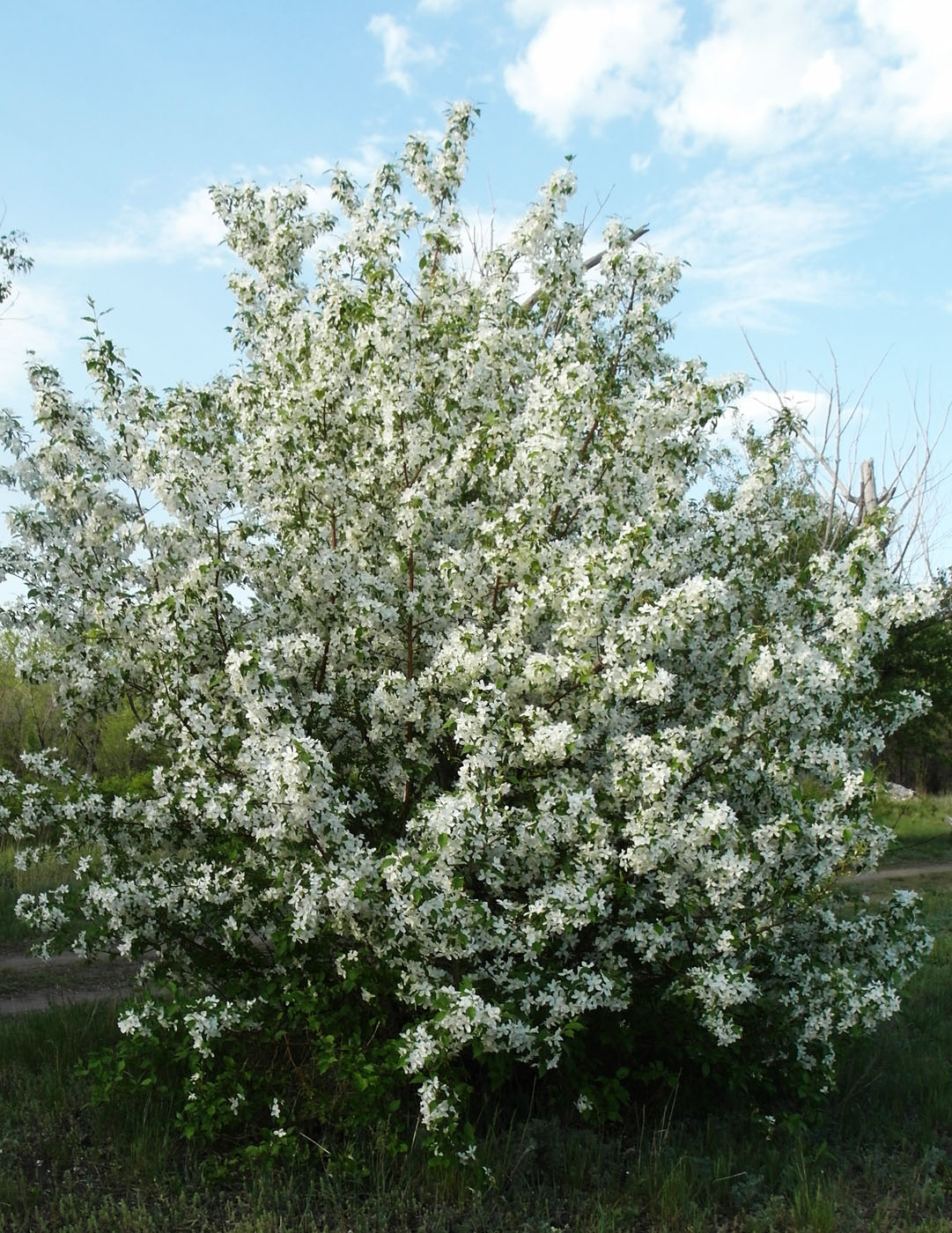 Image of Malus baccata specimen.