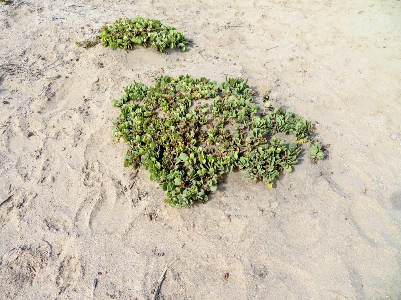 Изображение особи Zygophyllum stapffii.