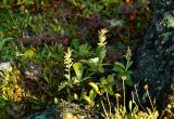 Salix sphenophylla