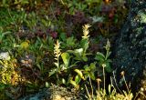 Salix sphenophylla