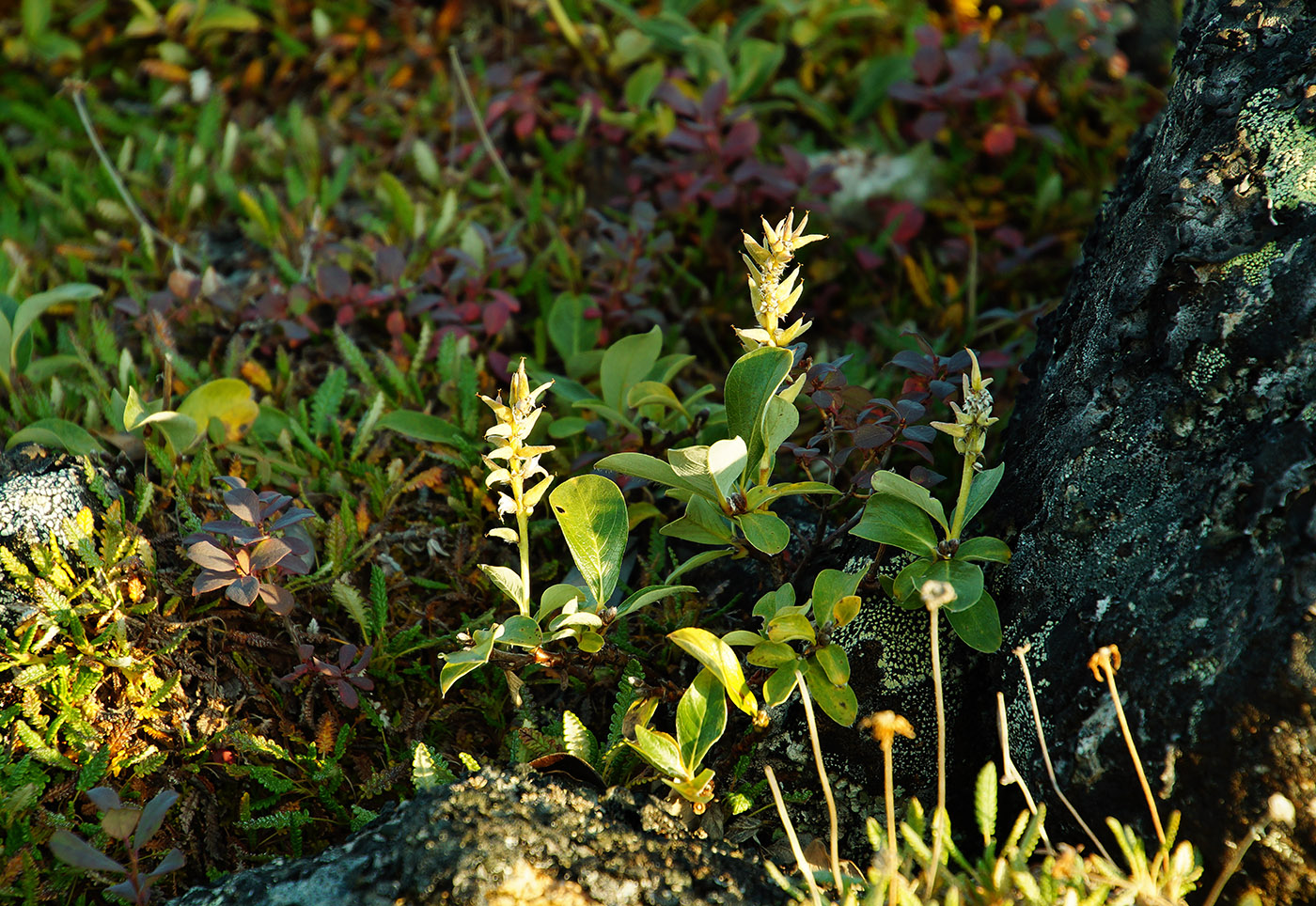 Изображение особи Salix sphenophylla.