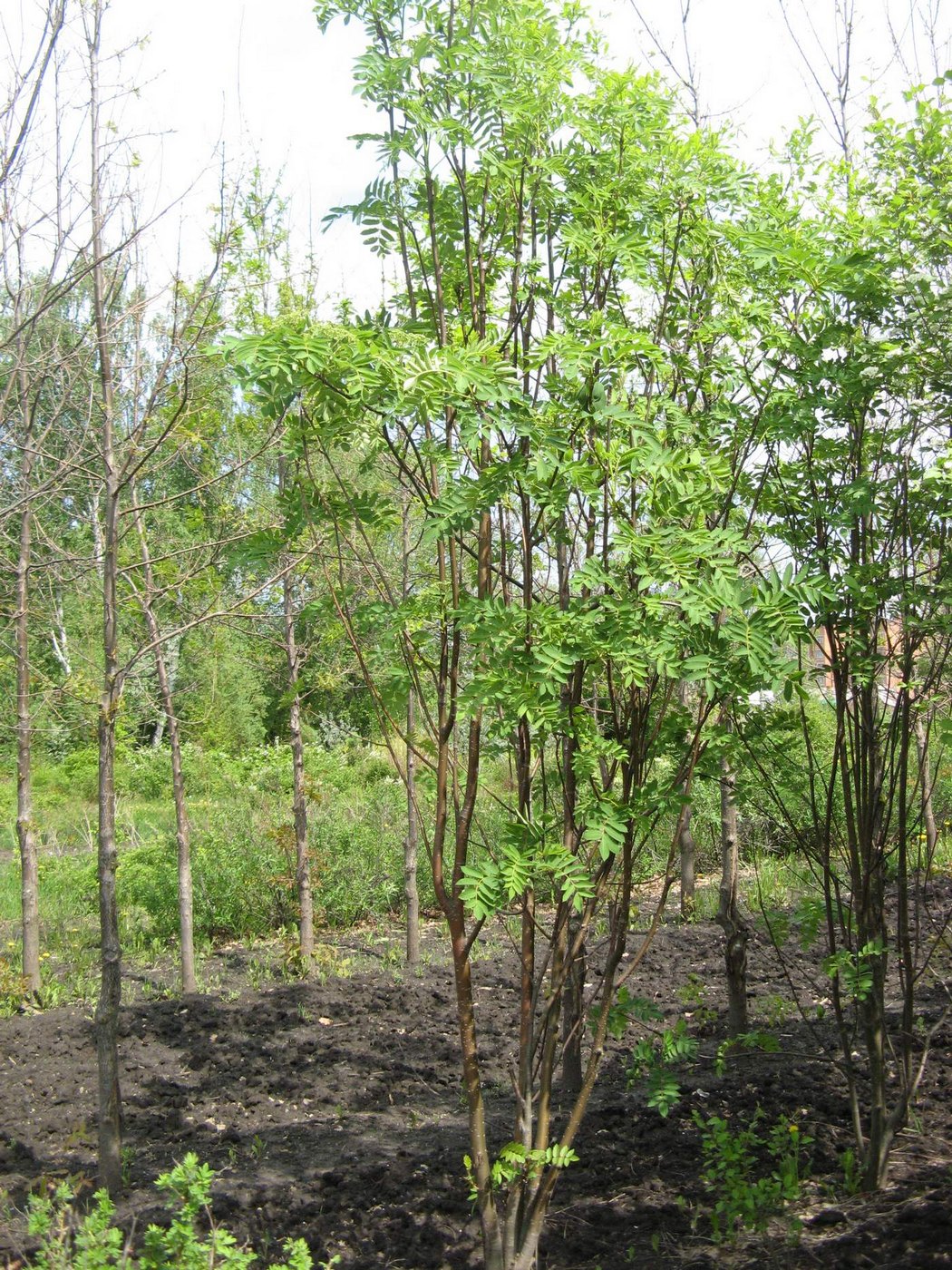 Image of Sorbus decora specimen.