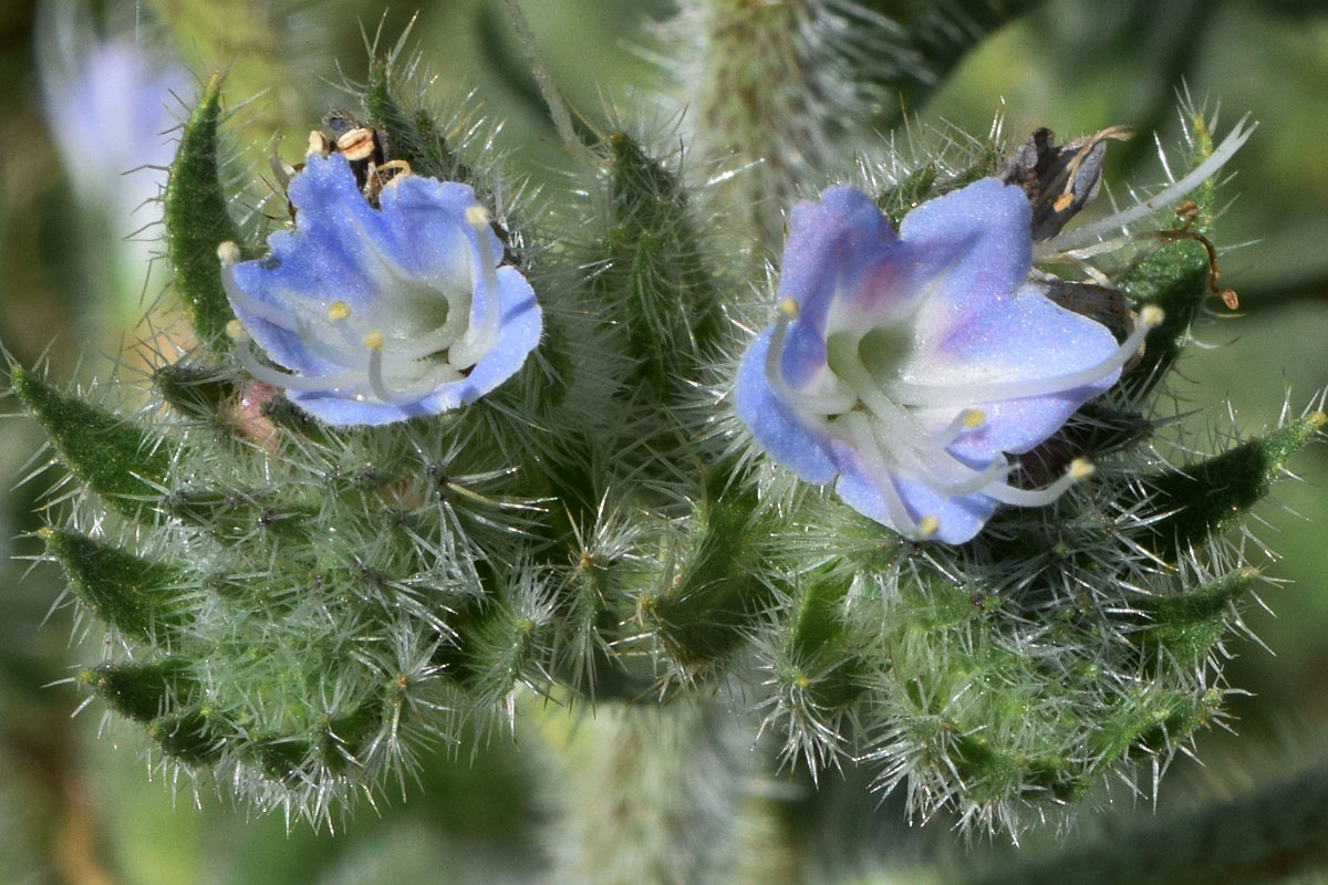 Изображение особи Echium biebersteinii.