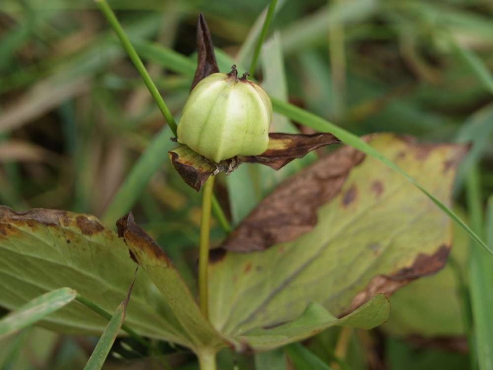 Image of Trillium camschatcense specimen.