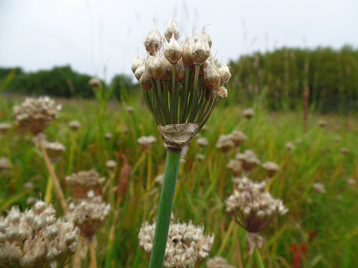 Image of Allium ledebourianum specimen.