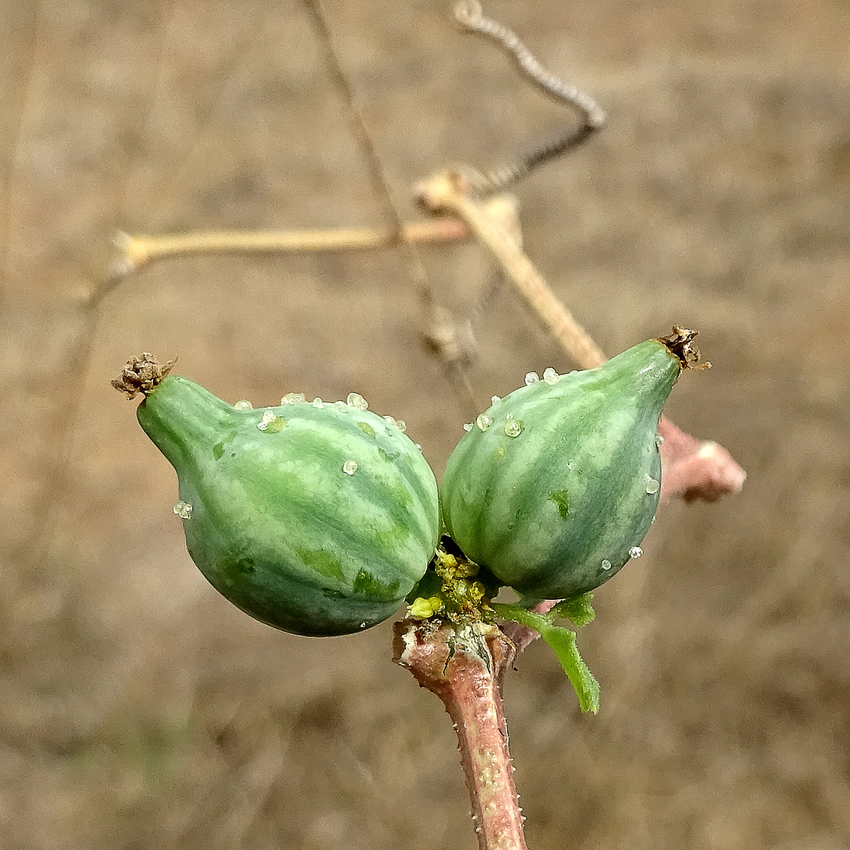 Image of Kedrostis gijef specimen.