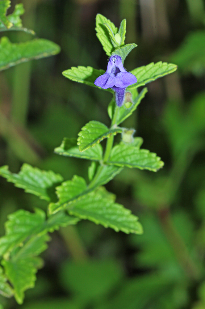 Image of Scutellaria tuminensis specimen.