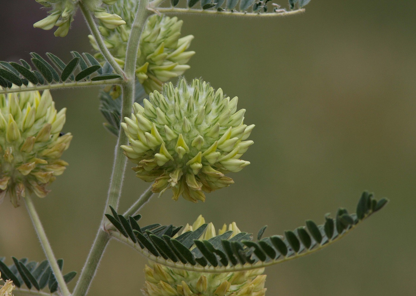 Изображение особи Astragalus globiceps.