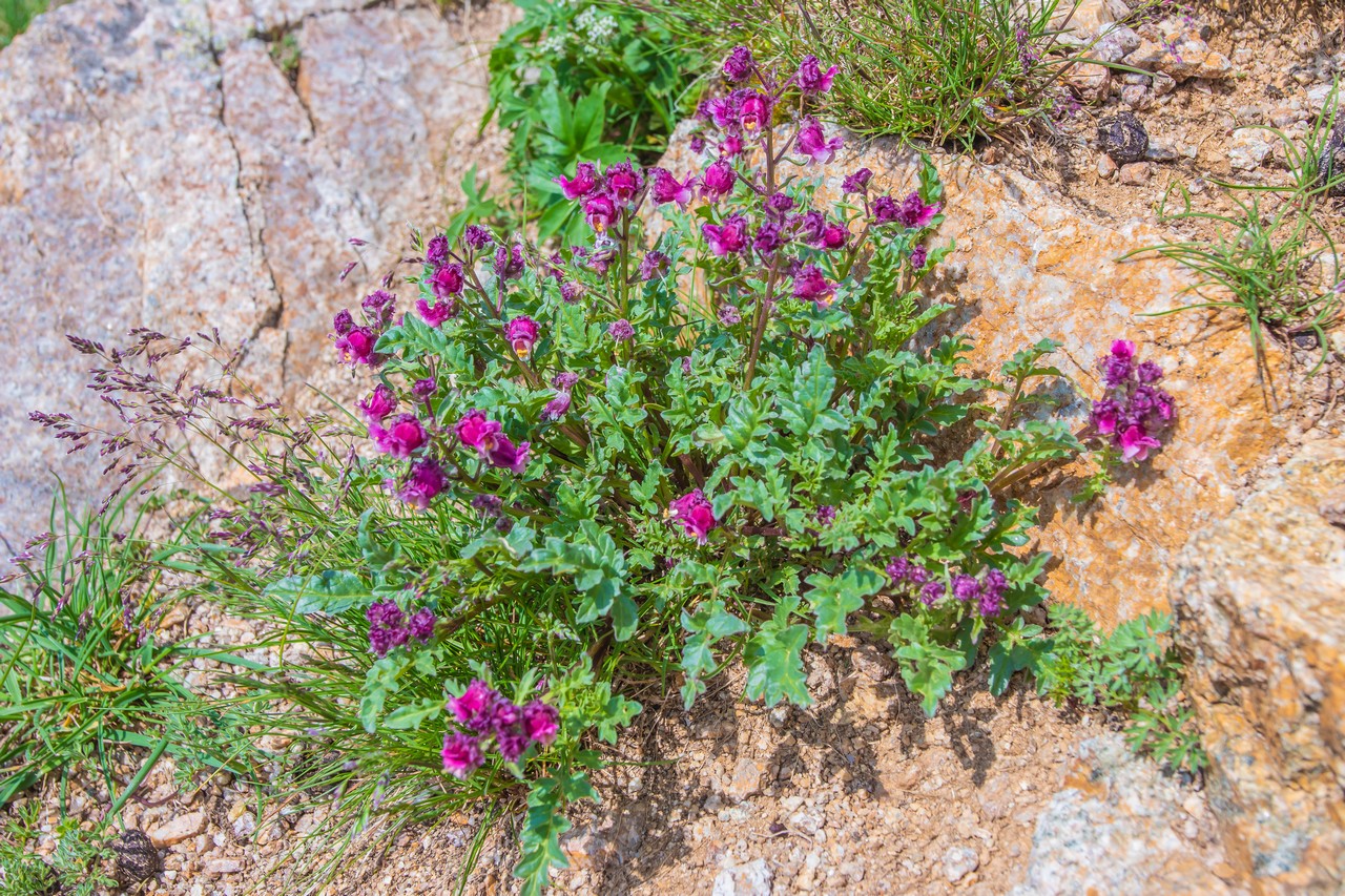 Изображение особи Scrophularia ruprechtii.