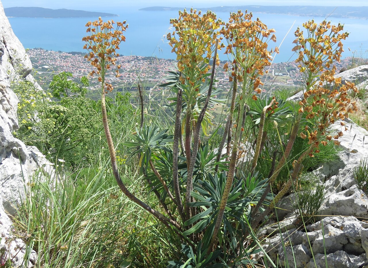 Изображение особи Euphorbia characias ssp. wulfenii.