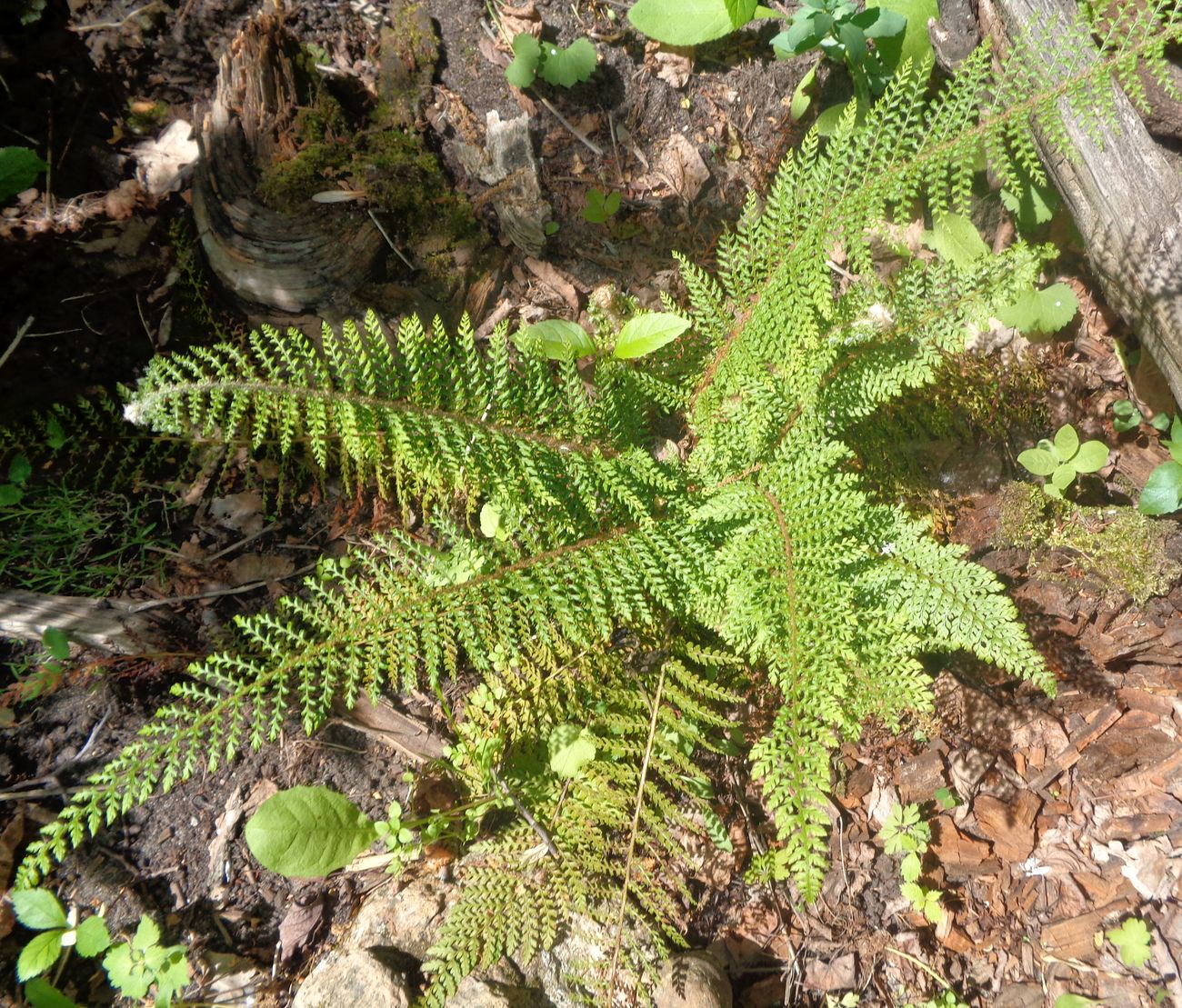 Image of Polystichum setiferum specimen.