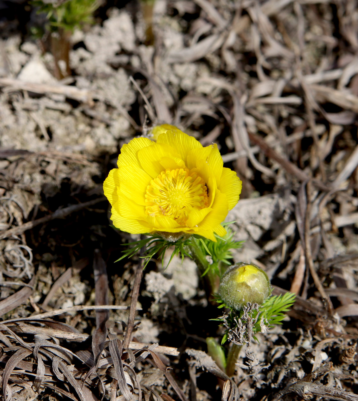 Изображение особи Adonis vernalis.