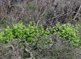 Alliaria petiolata. Цветущие растения. Крым, Карадагский заповедник, среди кустарников. 21 апреля 2021 г.