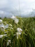 Habenaria linearifolia