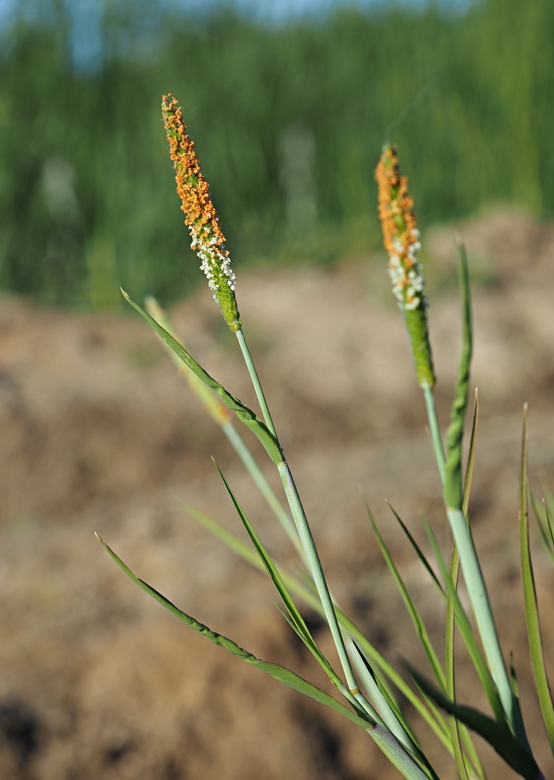 Image of Alopecurus aequalis specimen.