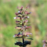 Dracocephalum thymiflorum. Верхушка соцветия. Ульяновск, Заволжский р-н, окр. ж.-д. ст. Верхняя Терраса, разнотравный луг. 03.06.2021.