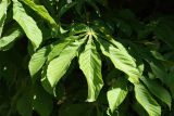 Aesculus hippocastanum. Листья. Санкт-Петербург, Старый Петергоф, парк \"Сергиевка\". 29.05.2021.