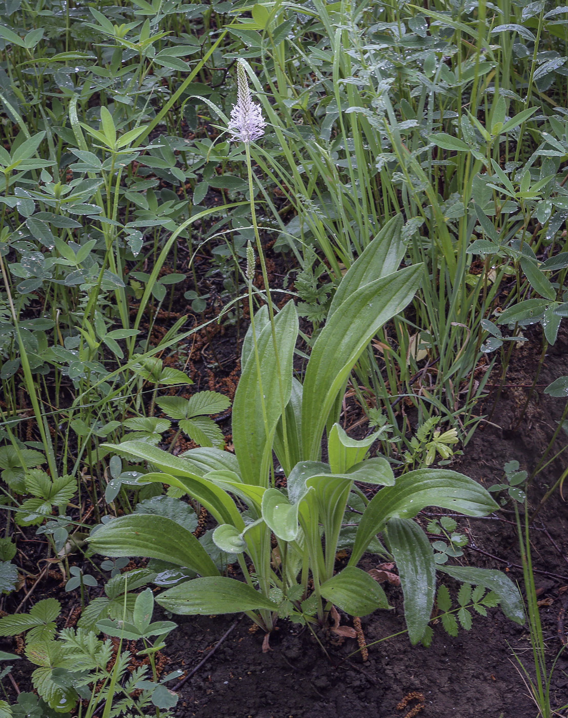 Изображение особи Plantago urvillei.