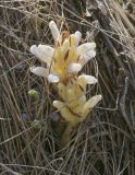 Orobanche krylowii. Соцветие в начале цветения. Пермский край, Кунгурский р-н, ур. Подкаменная гора, вершина скального выступа. 26.06.2021.