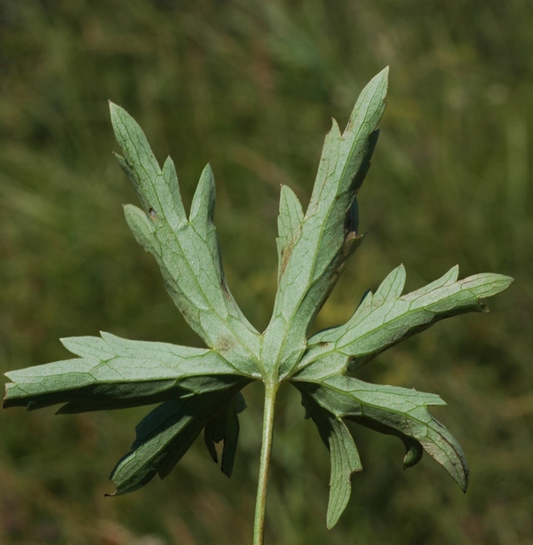 Изображение особи Delphinium dictyocarpum.