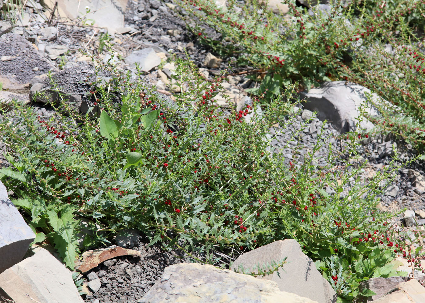 Image of Blitum virgatum specimen.