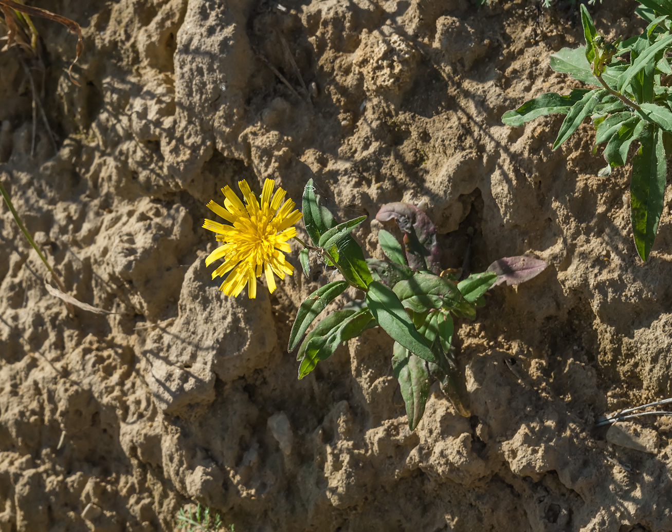 Изображение особи род Hieracium.