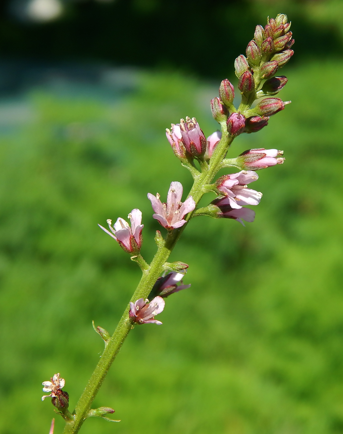 Image of Lysimachia dubia specimen.