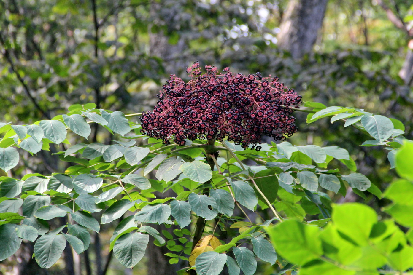 Image of Aralia elata specimen.