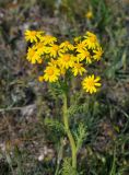 Senecio vernalis. Верхушка цветущего растения. Крым, Караларский природный парк, окр. бухты Коровья, степь. 07.05.2021.