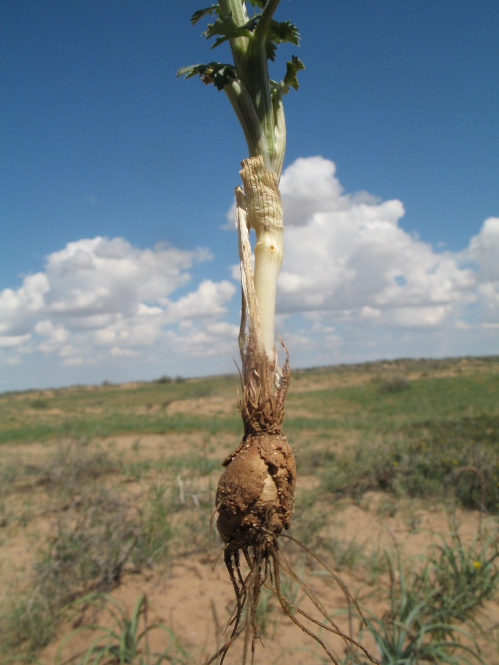 Image of Oedibasis apiculata specimen.