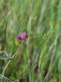 Vicia angustifolia