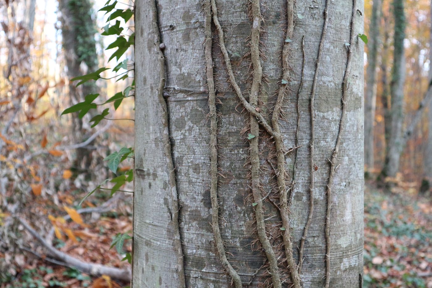 Image of Hedera helix specimen.