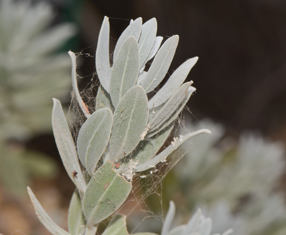 Image of Eremophila glabra specimen.