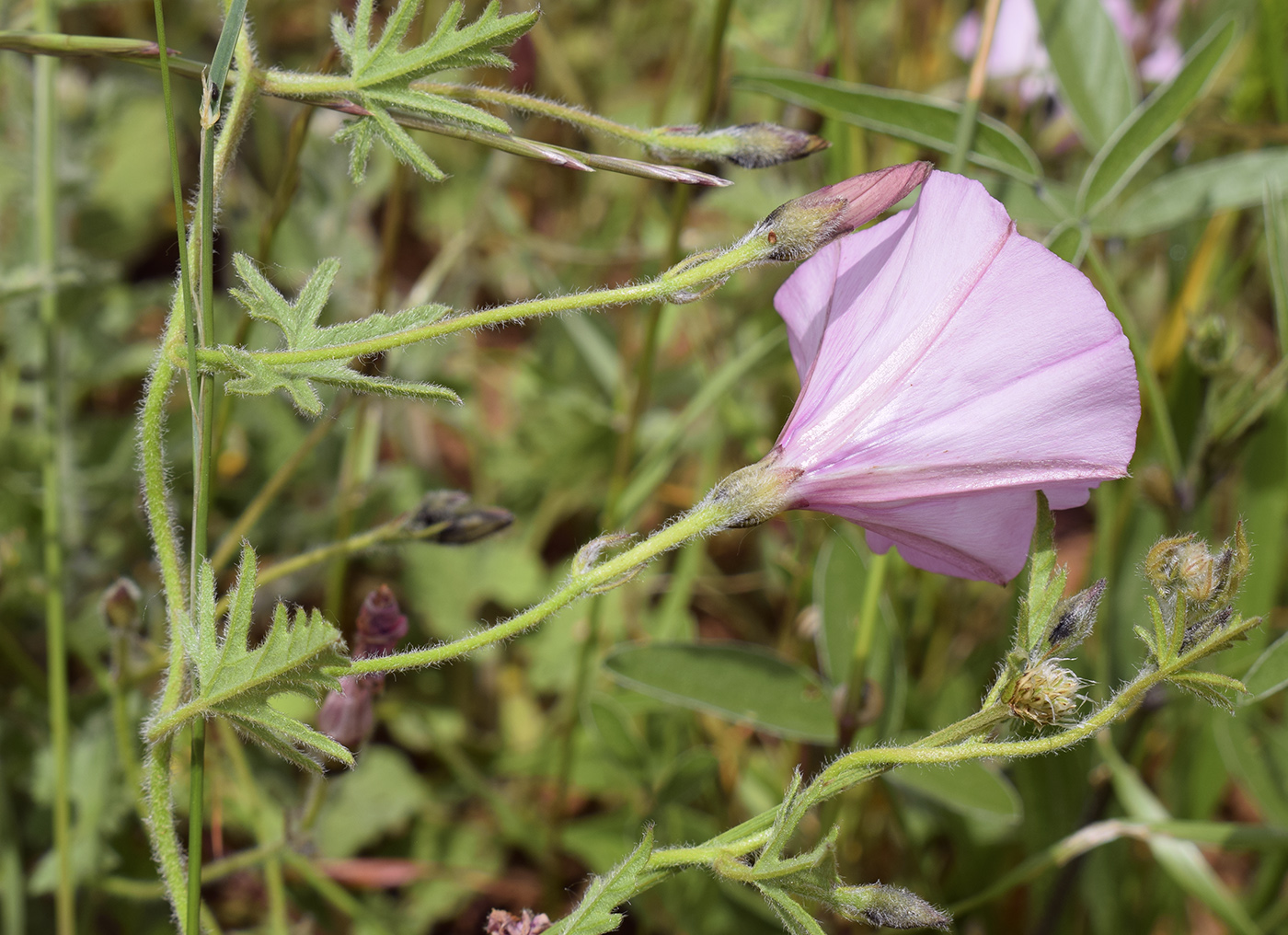 Изображение особи Convolvulus althaeoides.